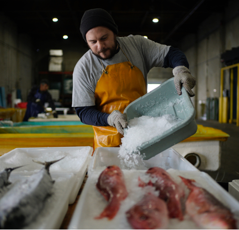 Man working in a fish market, holding a tray of ice